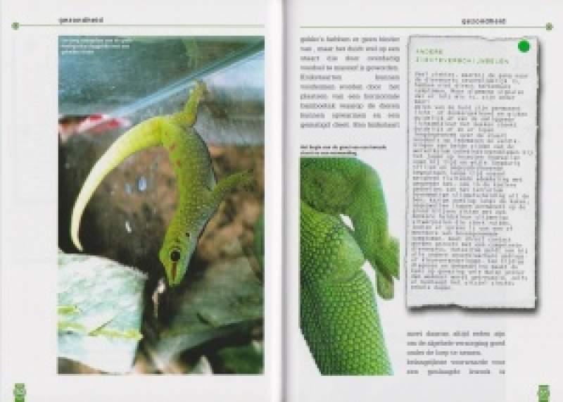 De grote madacasgar-daggekko